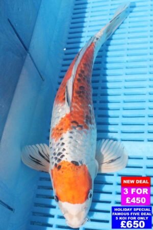 6291 Kujaku 12to14in £190.