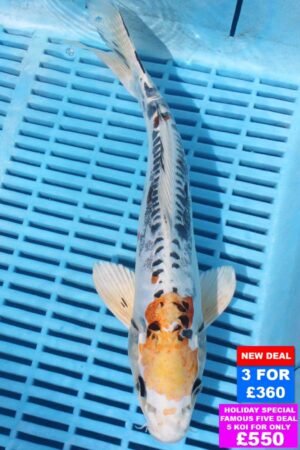 6313 Kujaku 10to12in £160