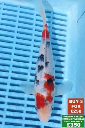 6333 Sanke 8to10in £99