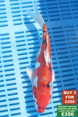 6343 Doitsu Kujaku 8to10in £99