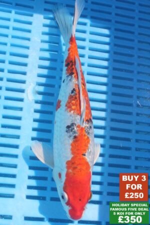 6344 Gin Rin Sanke 8to10in £99