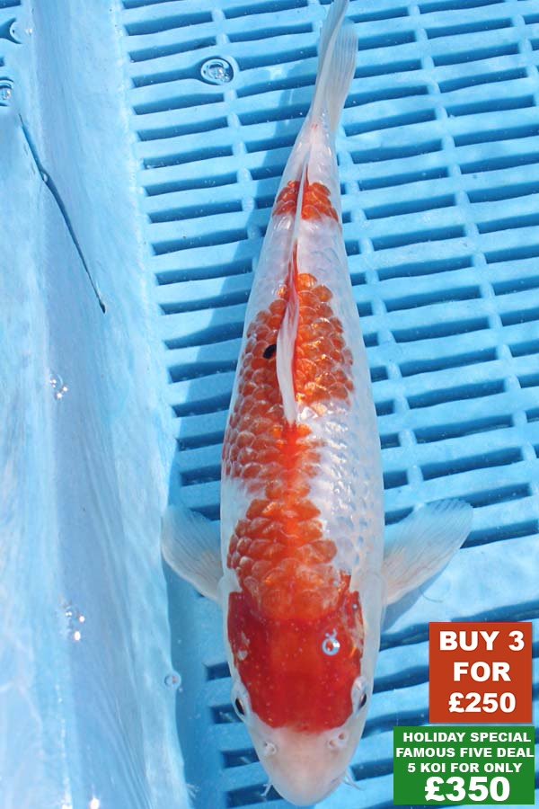 6361 Kohaku 8to10in £99