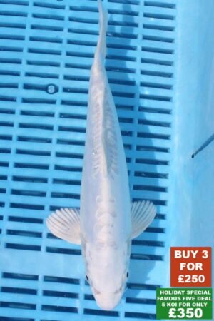 6362 Platnum Ogon 8to10in £99