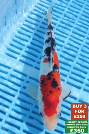 6363 Gin Rin Sanke 8to10in £99