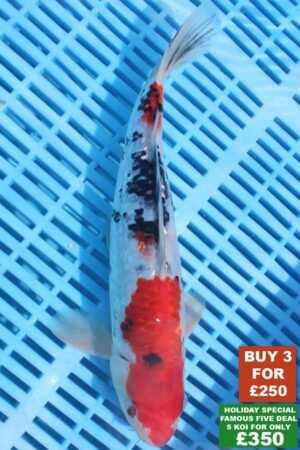 6431 Gin Rin Sanke 8to10in £99