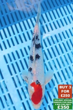 6433 Gin Rin Sanke 8to10in £99