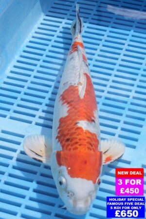 6462 Kujaku 12to14in £190