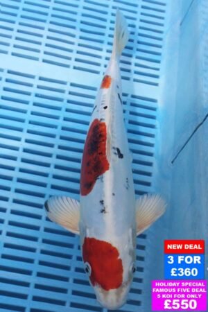 6507 Doitsu Yamatonishki 10to12in £160