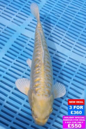 6512 Aragoke Yamabuki 10to12in £160