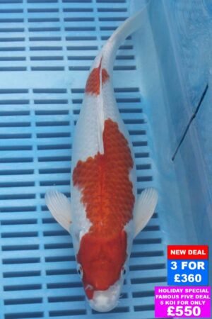 6532 Kohaku 10to12in £160