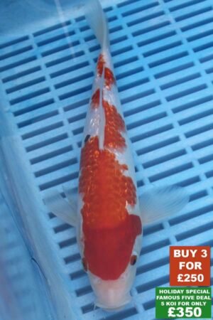 6545 Gin Rin Sanke 8to10in £99