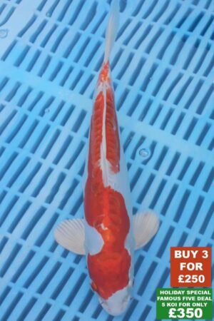 6552 Kikisui 8to10in £99