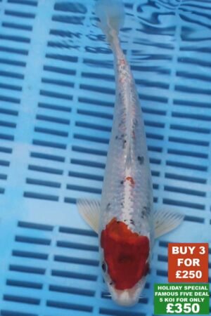 6553 Yamatonishki 8to10in £99