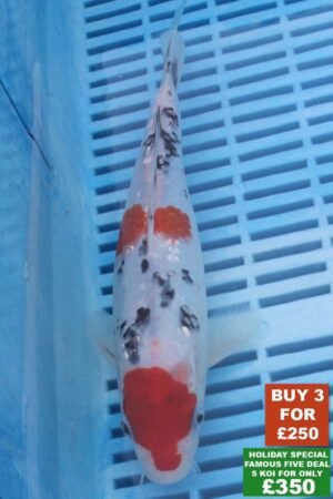 6557 Gin Rin Sanke 8to10in £99
