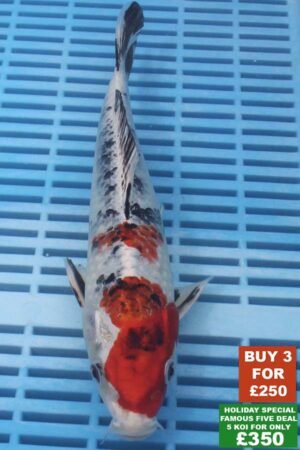 6562 Gin Rin Yamatonishki 8to10in £99