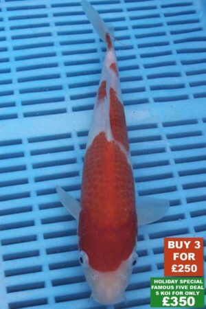 6590 Kohaku 8to10in £99