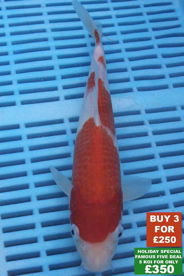 6590 Kohaku 8to10in £99