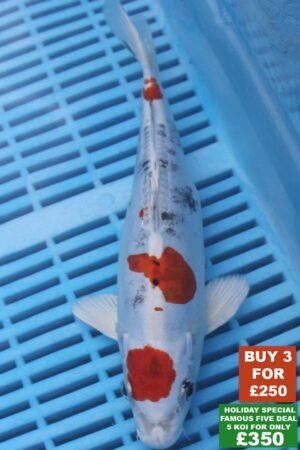 6593 Doitsu Yamatonishki 8to10in £99
