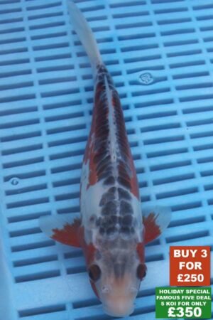 6596 Shusui 8to10in £99