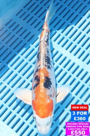 6612 Doitsu Kujaku 10to12in £160