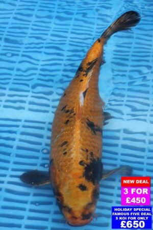 6622 Ki Utsuri 12to14in £190