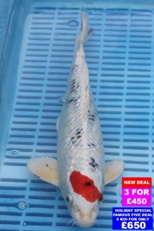 6628 Yamatonishki 12to14in £190