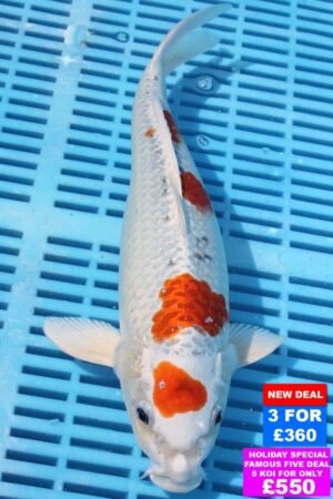 6668 Kujaku 10to12in £160.JPG