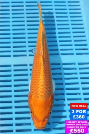 6677 Orenji Ogon 10to12in £160.JPG