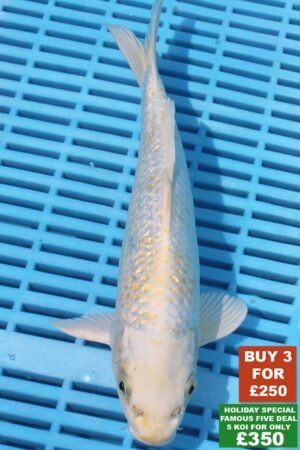 6714 Gin Rin Hariwake 8to10in £99