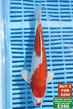 6723 Gin Rin Kohaku 8to10in £99