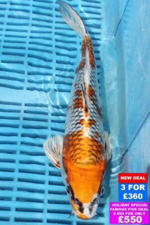 6751 Kujaku 10to12in £160.jpg