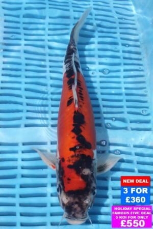 6769 Doitsu Goshki 10to12in £160.jpg