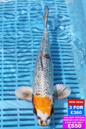 6774 Kujaku 10to12in £160.jpg