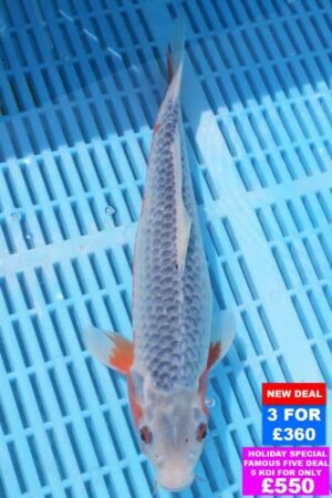 6776 Asagi 10to12in £160.jpg