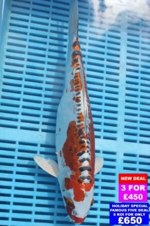 6791 Doitsu Kujaku 12to14in £190.jpg