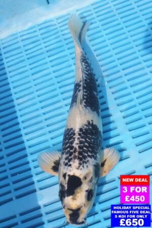 6799 Matsukawabake 12to14in £190.jpg