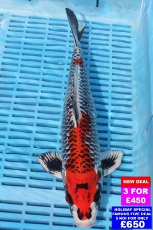 6809 Kujaku 12to14in £190.jpg