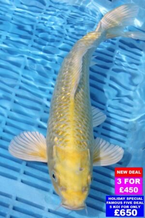6814 Yamabuki 12to14in £190.jpg
