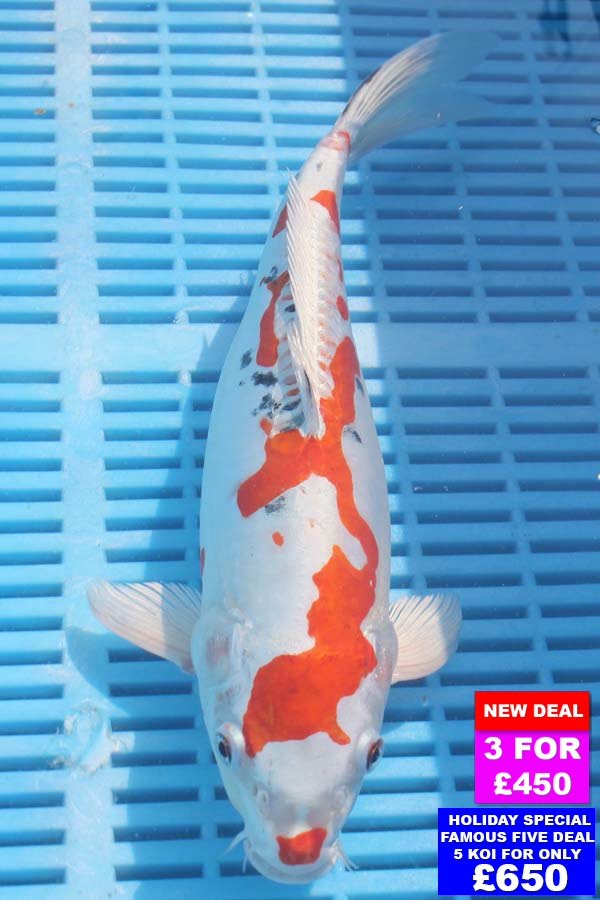 6815 Doitsu Kujaku 12to14in £190.jpg