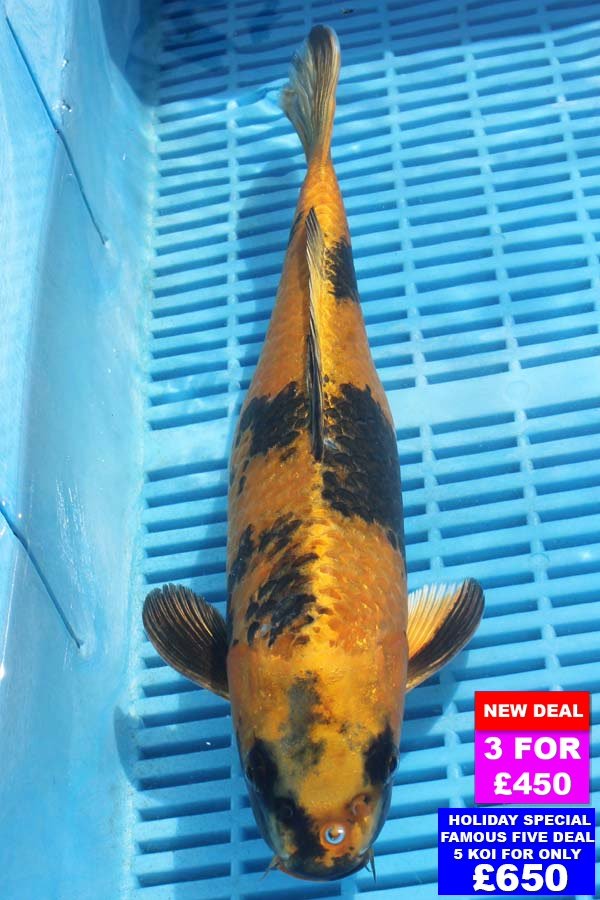 6817 Kin Ki Utsuri 12to14in £190.jpg