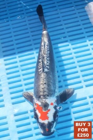 6861 Kikokuryu 8to10in £99.JPG