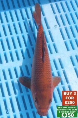 6864 Chagoi 8to10in £99