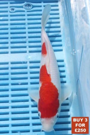 6865 Kohaku 8to10in £99.JPG