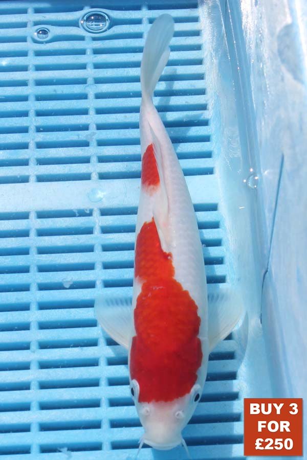 6865 Kohaku 8to10in £99.JPG