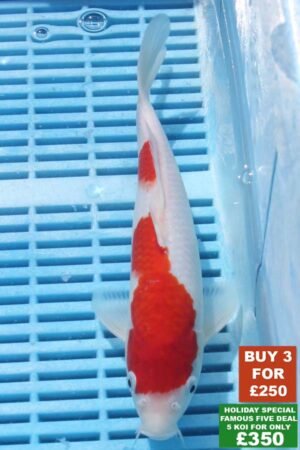 6865 Kohaku 8to10in £99