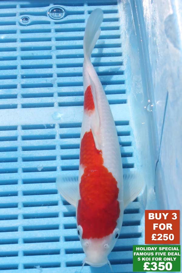 6865 Kohaku 8to10in £99