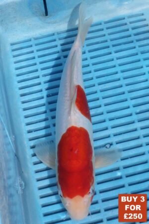 6868 Kohaku 8to10in £99.JPG