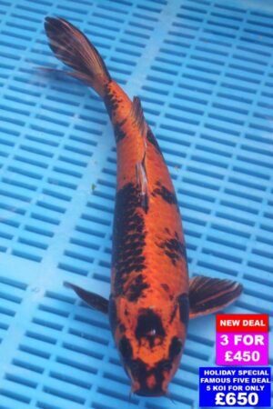 6873 Hi Utsuri 12to14in £190.jpg
