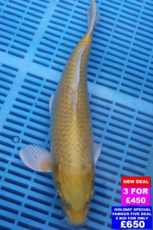 6874 Yamabuki 12to14in £190.jpg
