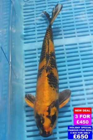 6875 Kin Ki Utsuri 12to14in £190.jpg